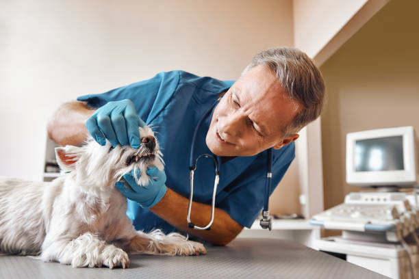 Best Pediatric Emergency Dentist in Dundalk, MD